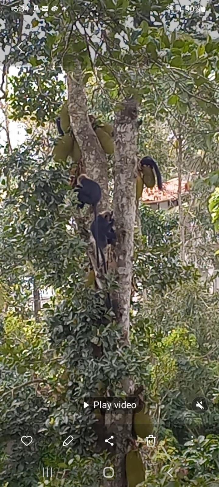 Wild Window - Forest View Homestay Thekkady Exterior foto